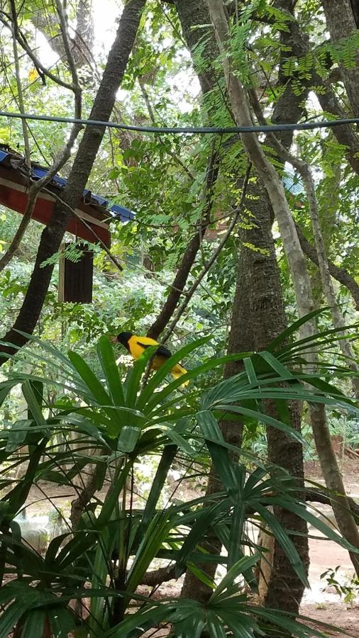 Sigiri Holiday Villa Sigirija Zewnętrze zdjęcie